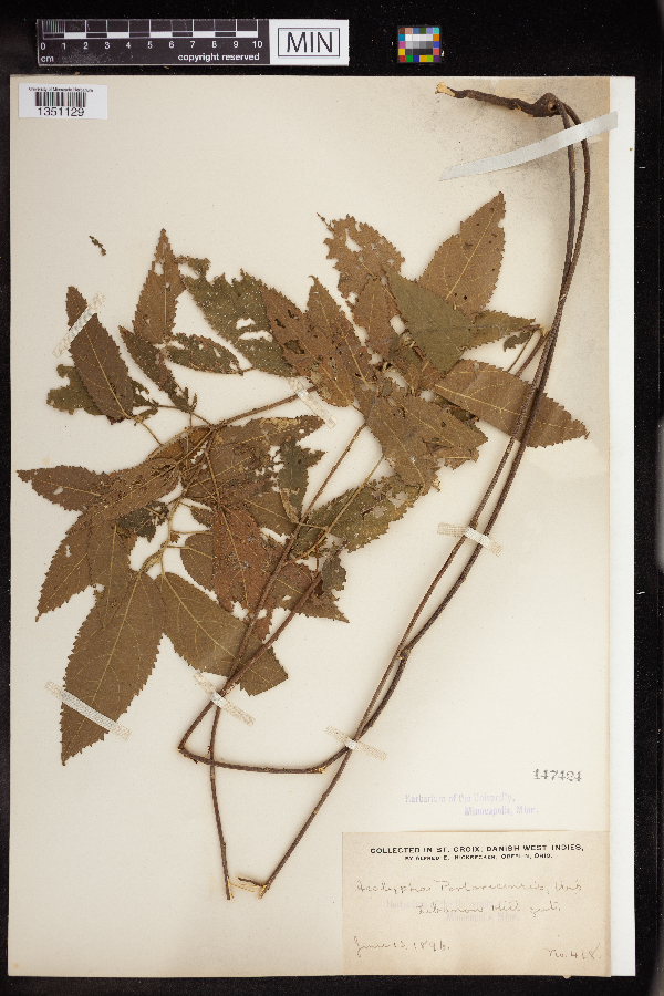 Acalypha image