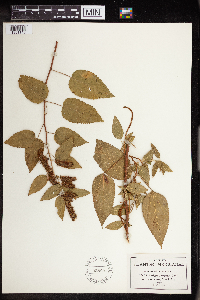 Acalypha vagans var. glandulosa image