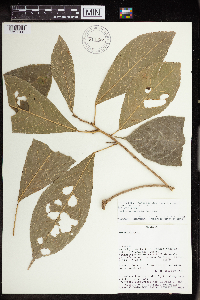 Image of Acalypha cuneata