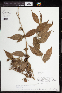 Acalypha diversifolia image