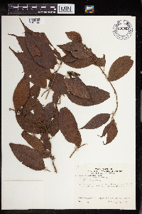 Acalypha diversifolia image