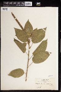 Acalypha macrostachya image