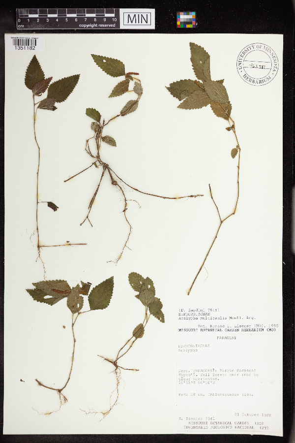 Acalypha multicaulis image