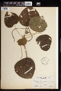 Image of Acalypha cardiophylla