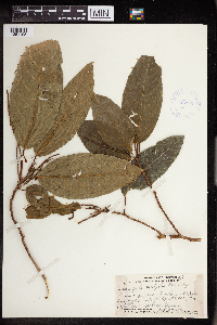Acalypha laevifolia image