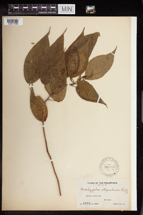 Acalypha stipulacea image