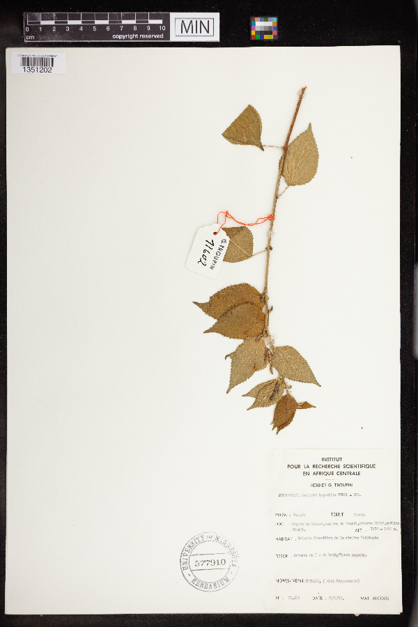 Acalypha bipartita image