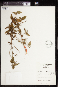 Acalypha bipartita image