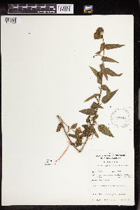 Acalypha villicaulis image