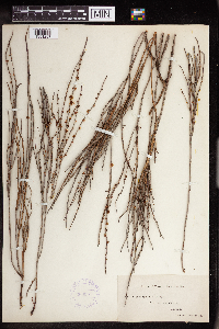 Image of Amperea spartioides