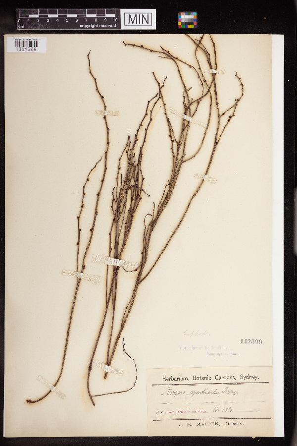 Amperea xiphoclada image