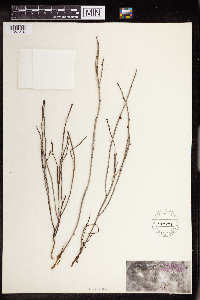 Amperea spartioides image