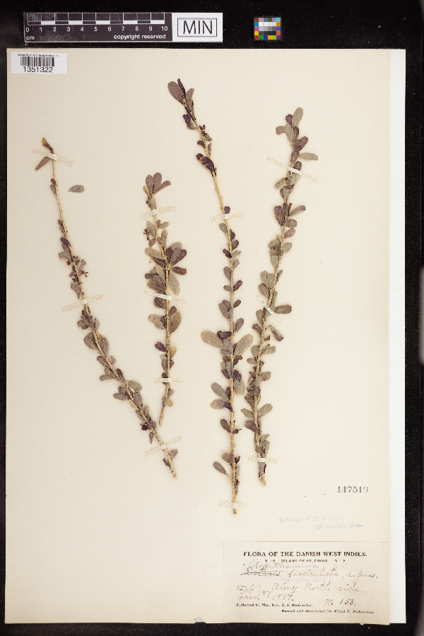Argythamnia fasciculata image