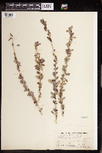Argythamnia fasciculata image