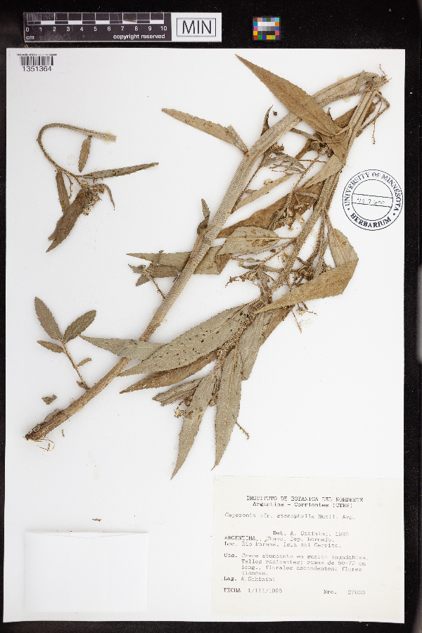 Caperonia stenophylla image