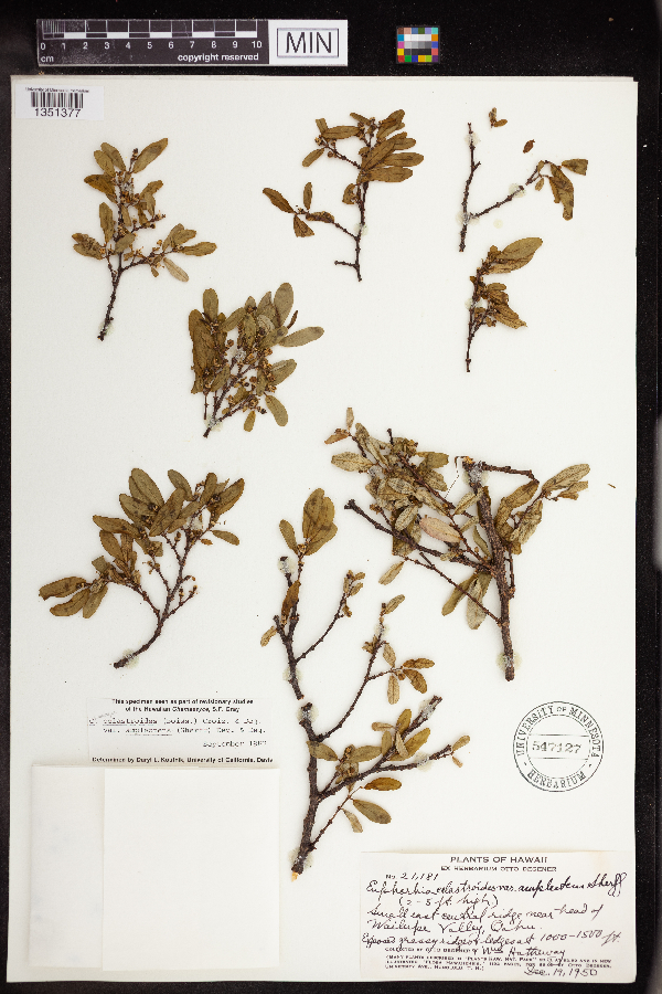 Chamaesyce celastroides image