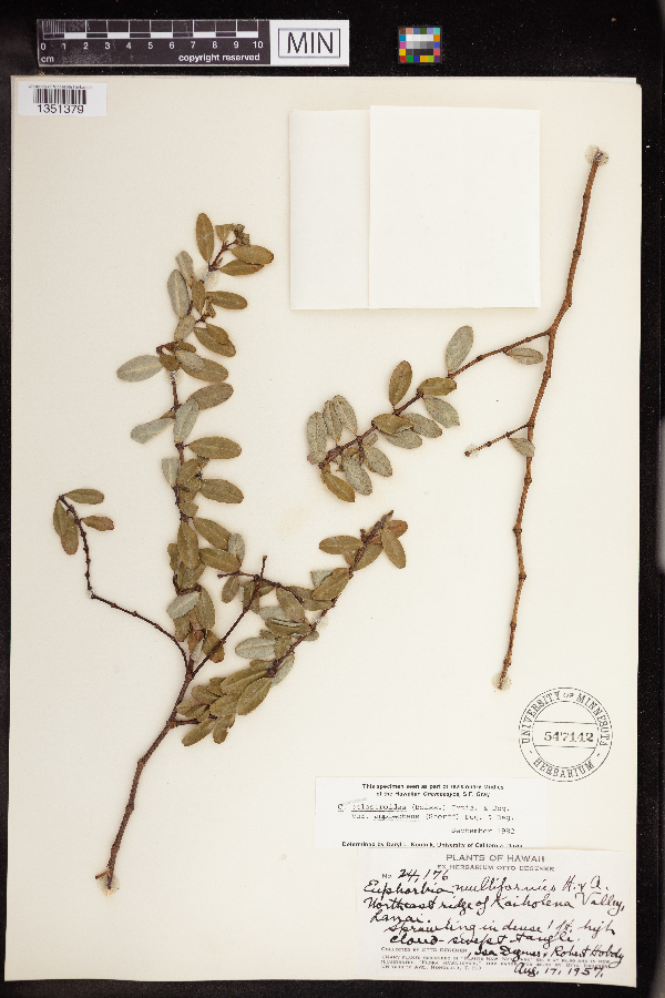 Chamaesyce celastroides image