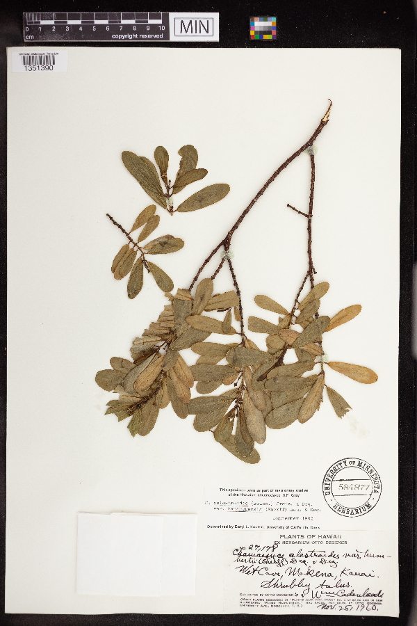 Chamaesyce celastroides var. hanapepensis image