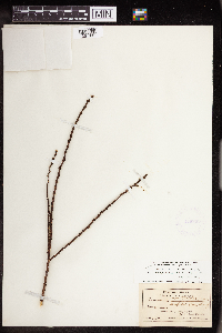 Chamaesyce celastroides image