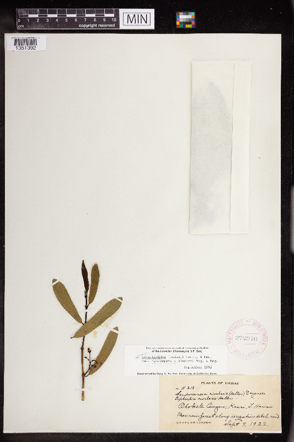 Chamaesyce celastroides image