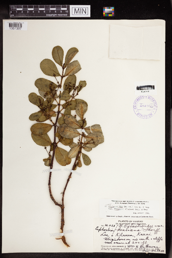 Chamaesyce celastroides image