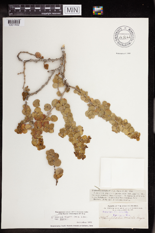 Chamaesyce degeneri image