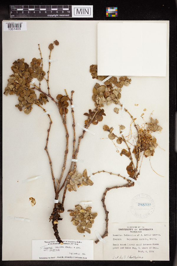 Chamaesyce image