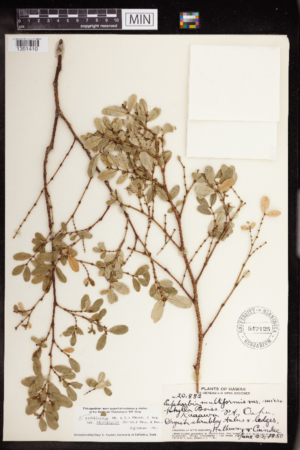 Chamaesyce multiformis image