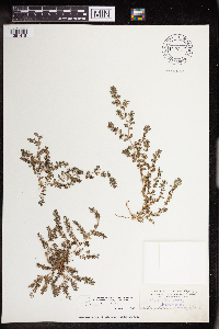 Image of Euphorbia prostrata