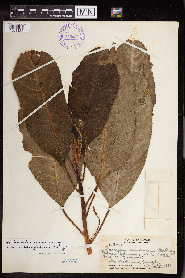 Claoxylon sandwicense image