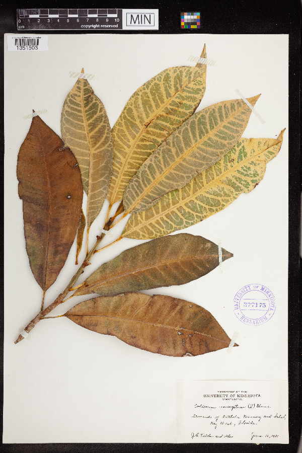 Codiaeum variegatum image