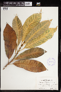 Image of Codiaeum variegatum