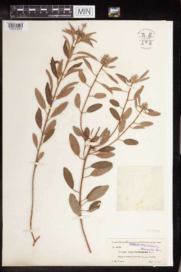Croton argyranthemus image