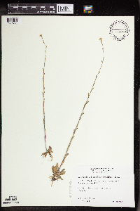 Arabis pycnocarpa var. pycnocarpa image