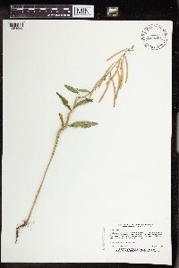 Boechera canadensis image