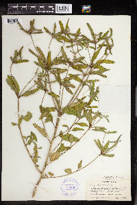 Croton glandulosus image