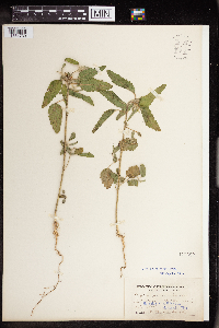 Croton glandulosus image