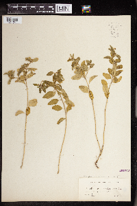 Croton glandulosus var. arenicola image