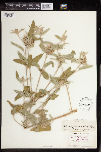 Croton heptalon image