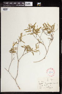 Croton linearis image