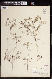 Croton linearis image