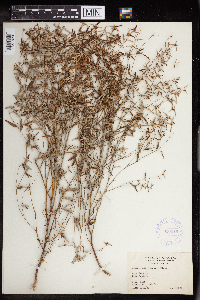 Croton linearis image