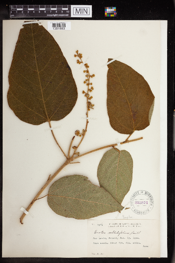 Croton celtidifolius image