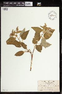 Croton jacobinensis image