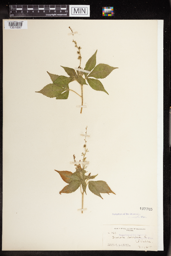 Croton lobatus image