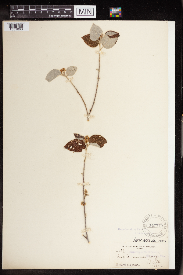 Croton niveus image