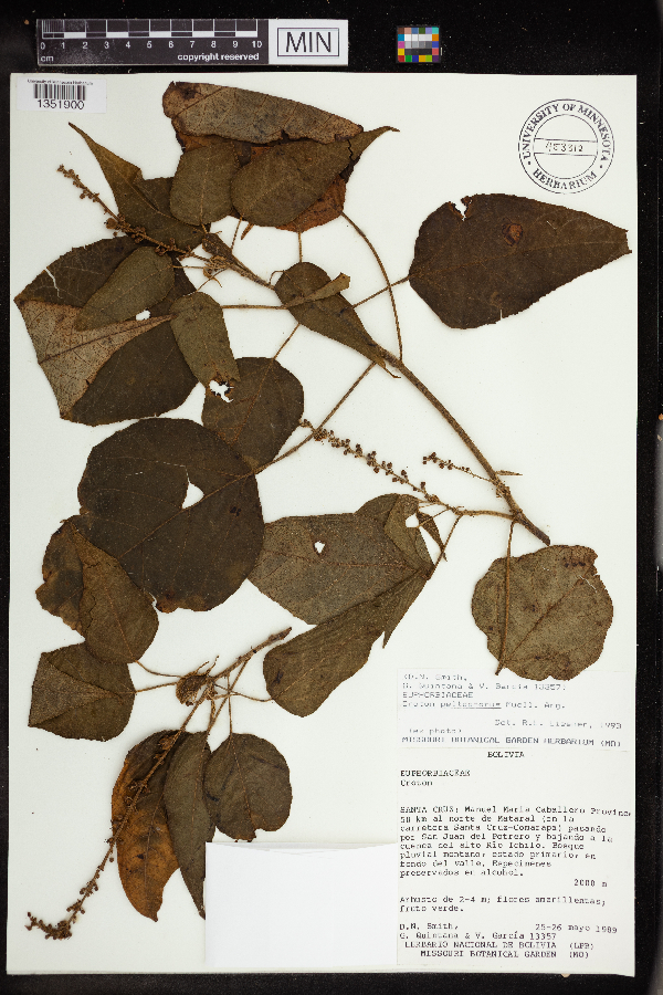 Croton peltophorus image