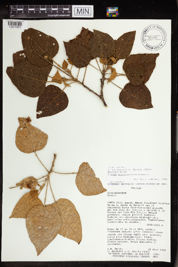 Croton quadrisetosus image