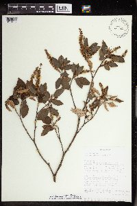 Image of Croton catatii