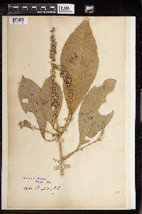 Chrozophora oblongifolia image